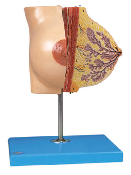 Modelo do peito da anatomia sobre a glândula mamário no período de descanso para o treinamento do hospital