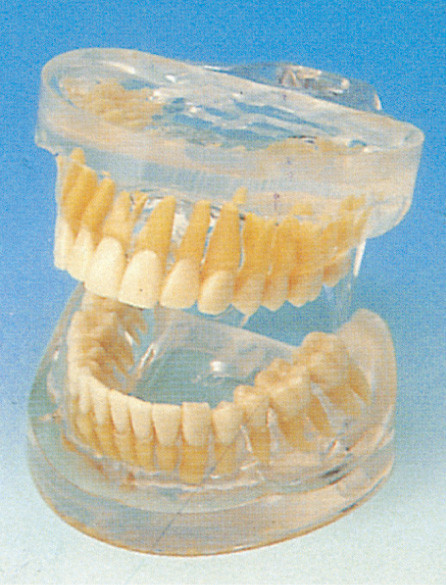 Modelo humano adulto transparente dos dentes para hospitais, escolas, formação das faculdades