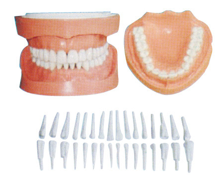 Os dentes humanos destacáveis modelam com raiz/modelos dentais do informação do paciente