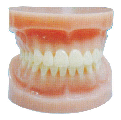 Completo padrão - mouth os dentes humanos modelam para a formação dental do hospital e das Faculdades de Medicina