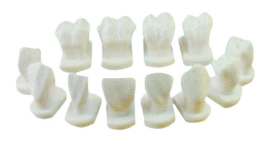 12 tipos da morfologia do dente modelam para modelos anatômicos, dentais do informação do paciente