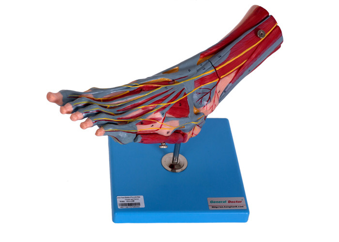 Modelo humano With Vessels Nerves da anatomia dos músculos do pé