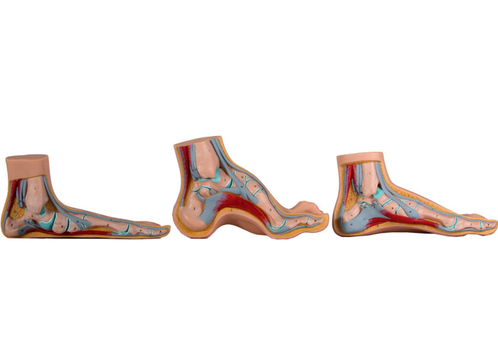 Modelo anatômico normal/liso/arqueado For Medical Training do pé