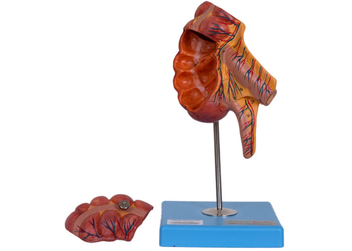 Posições humanas do modelo 17 da anatomia do cécum do apêndice do PVC para o treinamento médico