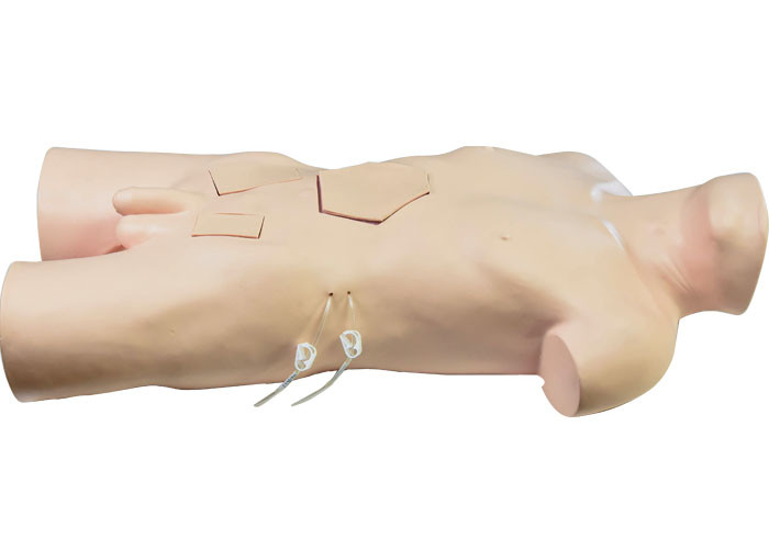 Treinamento de For Medical School do modelo de treinamento da cirurgia do torso do PVC