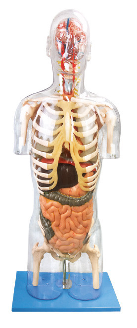 O modelo humano Troso transparente da anatomia avançou a ferramenta da educação do PVC para treinar