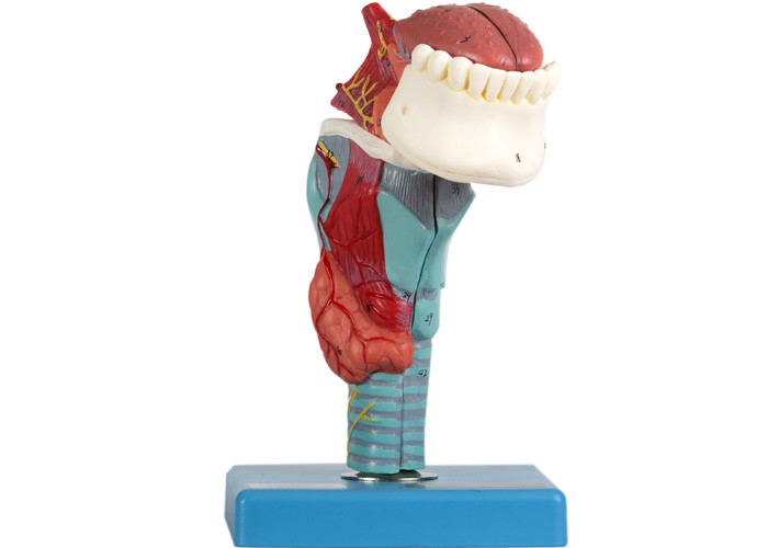 O modelo Larynx Consists da anatomia de 5 porções mostra Strucure anatômico