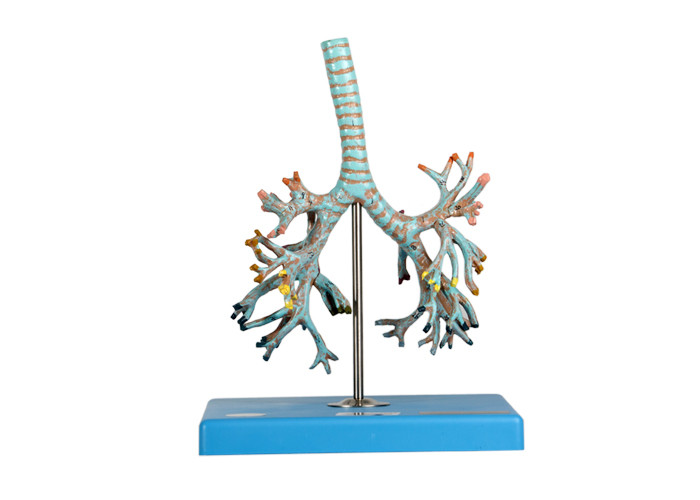 Modelo da traqueia da anatomia com os brônquio com 26 posições para o treinamento da escola