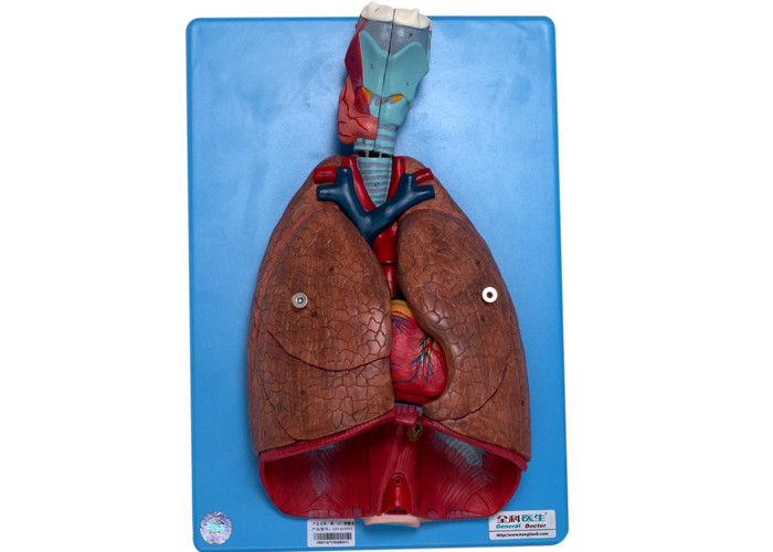 Laringe humana da anatomia, coração, pulmão, vasos sanguíneos para treinar