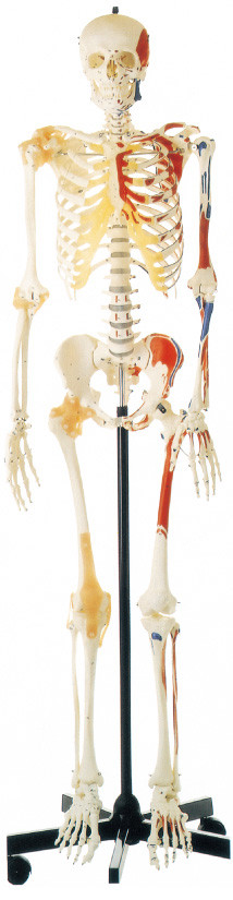 Promoção Esqueleto Humano com Músculos Pintados em um dos Lados Modelo de Anatomia Humana