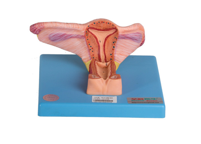 Modelo interno fêmea Shows Coronal Section do órgão genital do ovário e do uréter