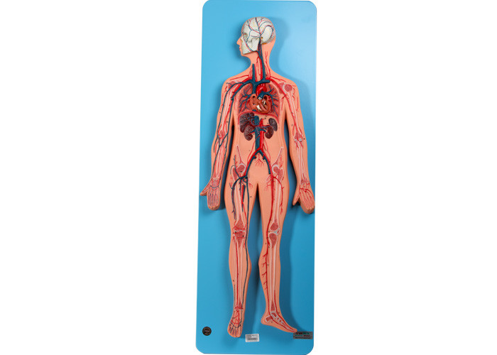 Veia de Include Arteries And do modelo da anatomia do sistema circulatório para o treinamento