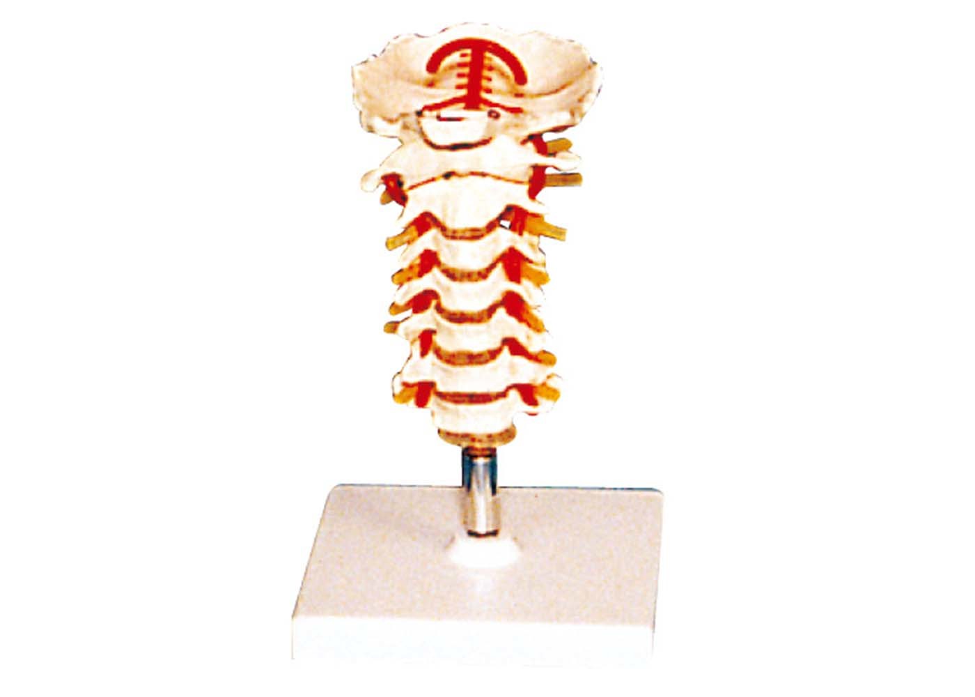Vértebra vertebral com modelo humano da anatomia do stander para a escola de cuidados