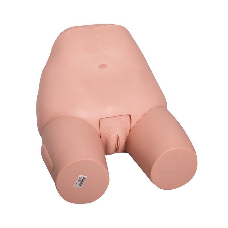 Simulador ginecológica do exame fêmea do útero do fundo