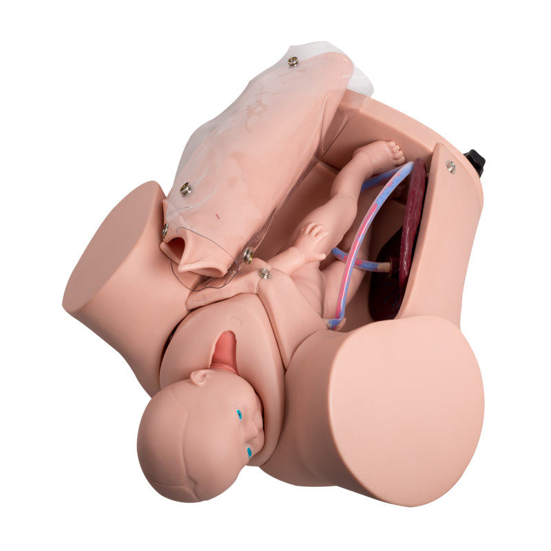 Simulador da entrega de bebê do simulador do parto do feto das faculdades dois