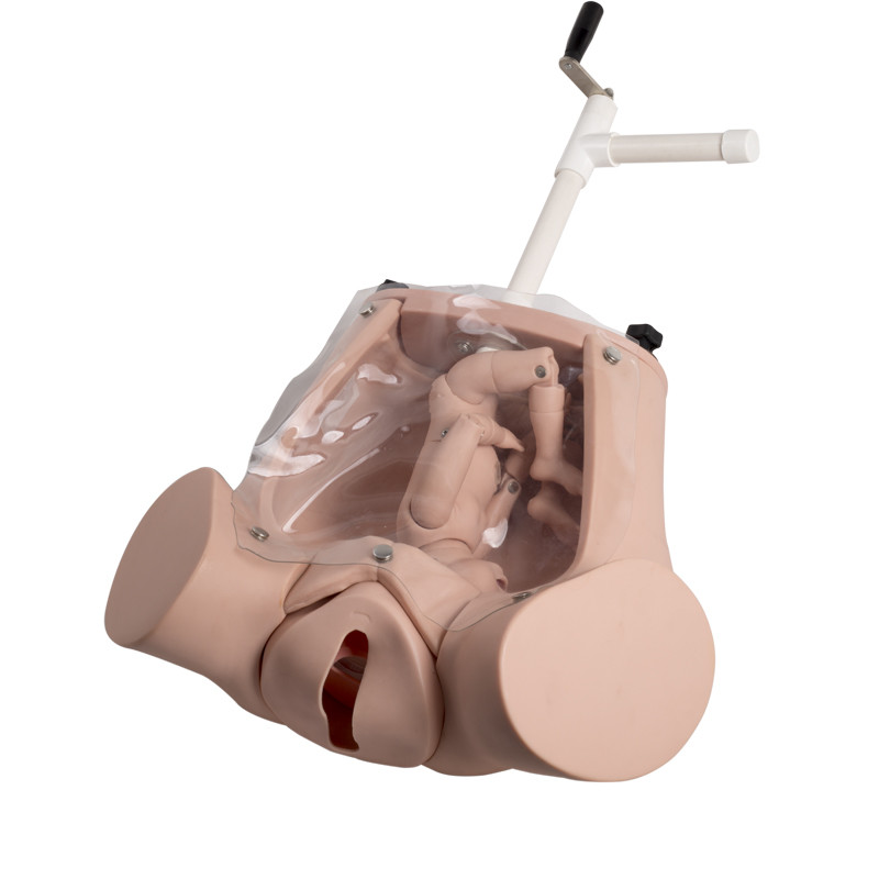 Modelos realísticos da educação do parto do simulador do parto da entrega médica