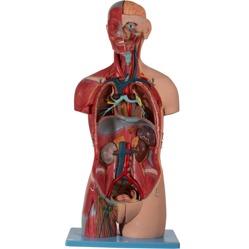 Modelo humano With Inner Structures da anatomia do torso assexuado da cor da pele