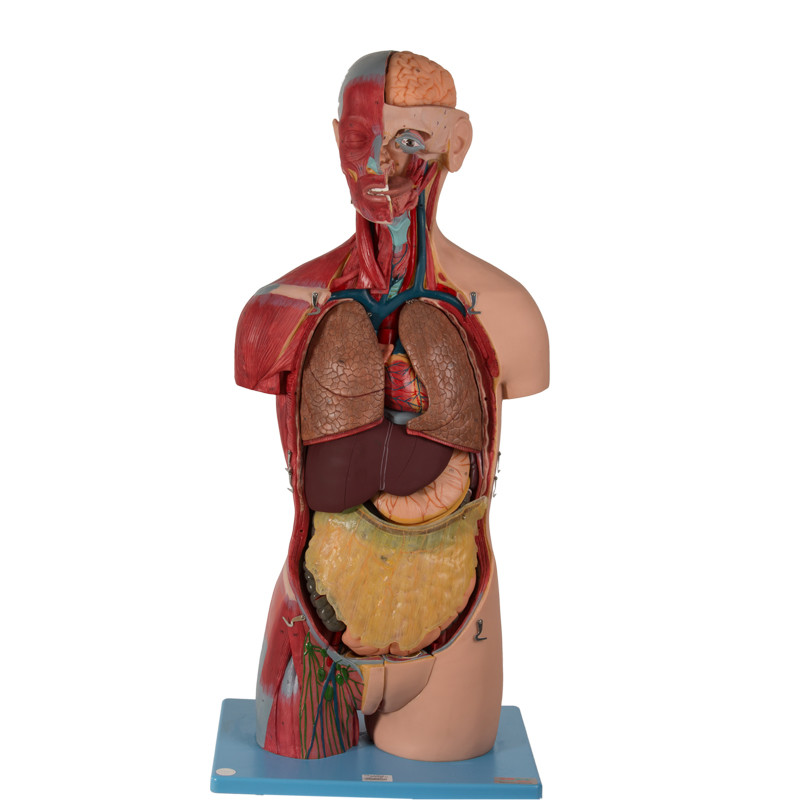 20 porções do modelo anatômico With Inner Organs do torso assexuado