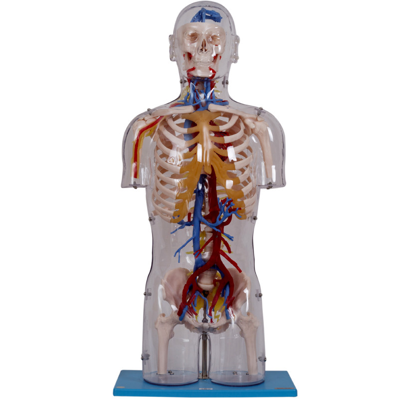 Estruturas vasculares de With Neural And do modelo humano transparente da anatomia do torso