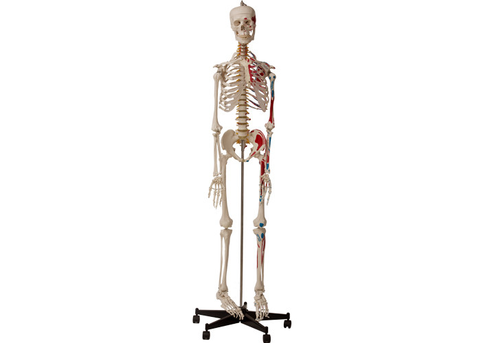 Esqueleto humano anatômico das faculdades com músculos e ligamentos
