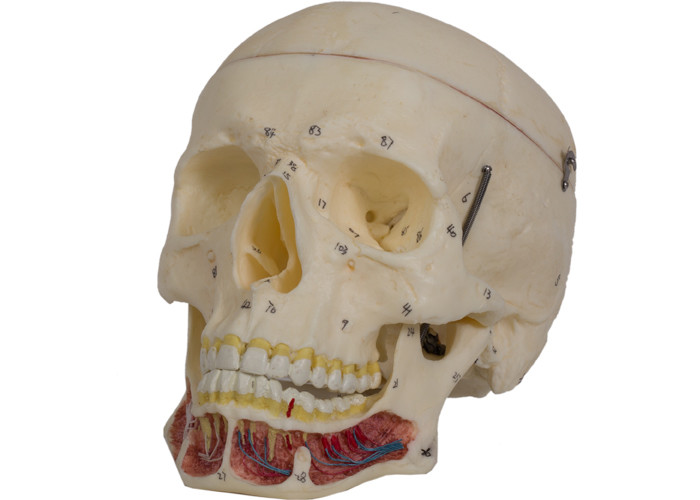 As cavidades cranianas coloriram o modelo humano For Training do crânio