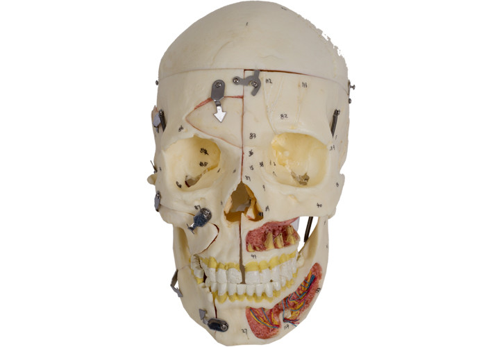 Modelo With Nervi Vascularis da anatomia do crânio da cor da pele do PVC