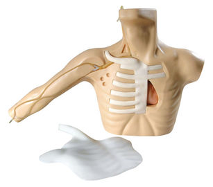Linha torso adulto de PICC da simulação dos cuidados médicos com o braço para o veinpuncture central