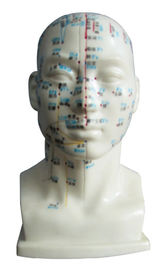 Cabeça humana com corpo humano do modelo do ponto da acupunctura para faculdades médicas