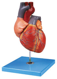 O modelo humano da anatomia do coração adulto pintado à mão mostra o arco aórtico, vestíbulo, ventrículo