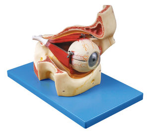 O globo ocular com partes do modelo humano da anatomia da órbita mostra os músculos do crânio e de ocular