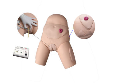 Simulador Urethral eletrônico do treinamento do cateterismo e do enema